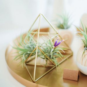 pokok buah gketereh gajus