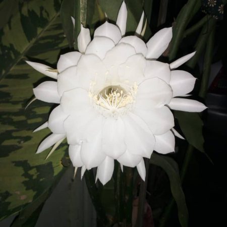 real live bakawali putih