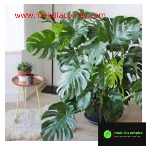 Monstera deliciosa