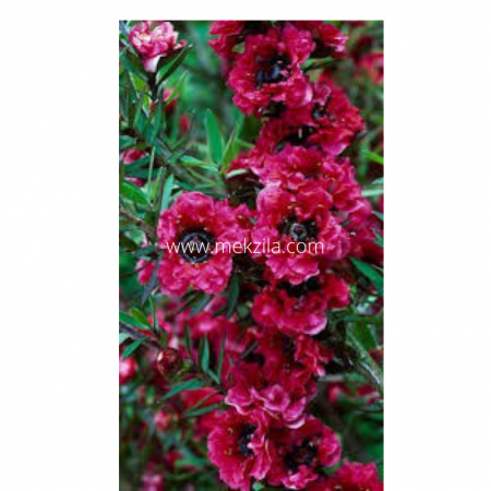 REAL LIVE POKOK BUNGA manuka flower