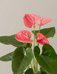 Anthurium Real Live Plant
