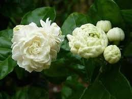 Hot Item Pokok Bunga Melur Susun